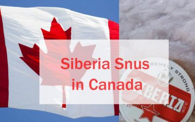 Siberia Snus in Canada: A New Global Best seller